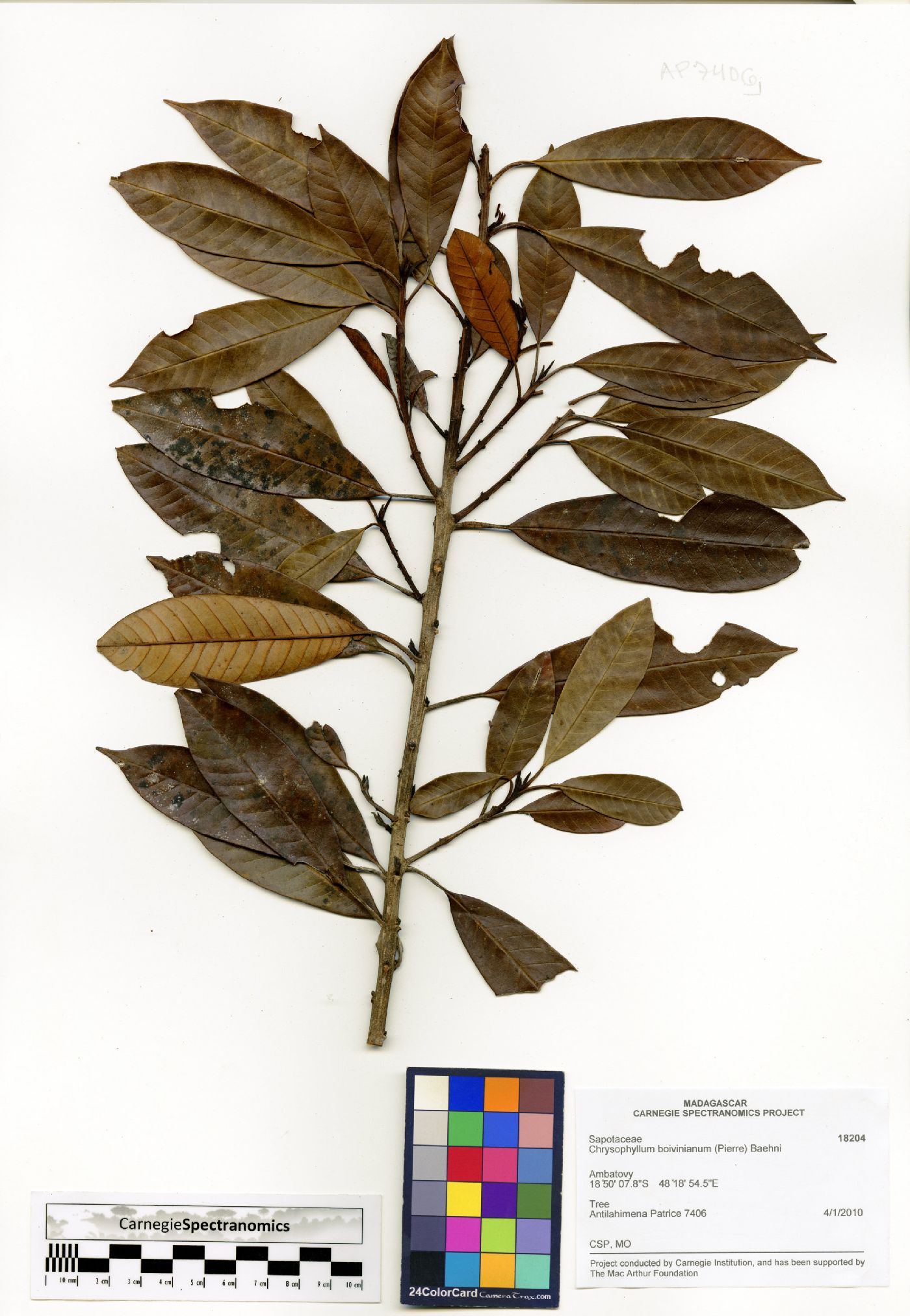 Chrysophyllum boivinianum image