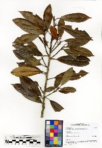 Chrysophyllum boivinianum image