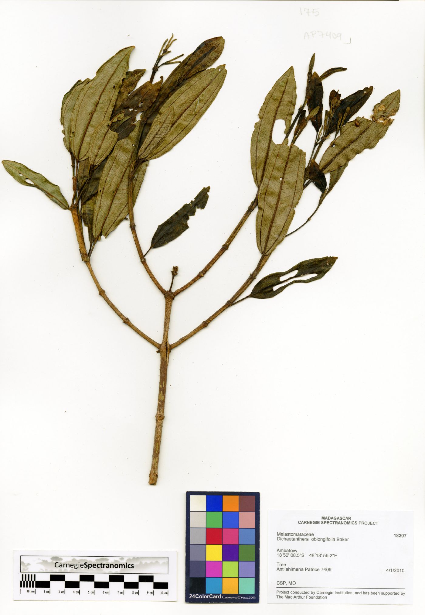 Dichaetanthera oblongifolia image