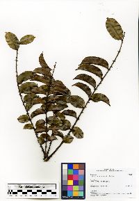 Zanthoxylum thouvenotii image