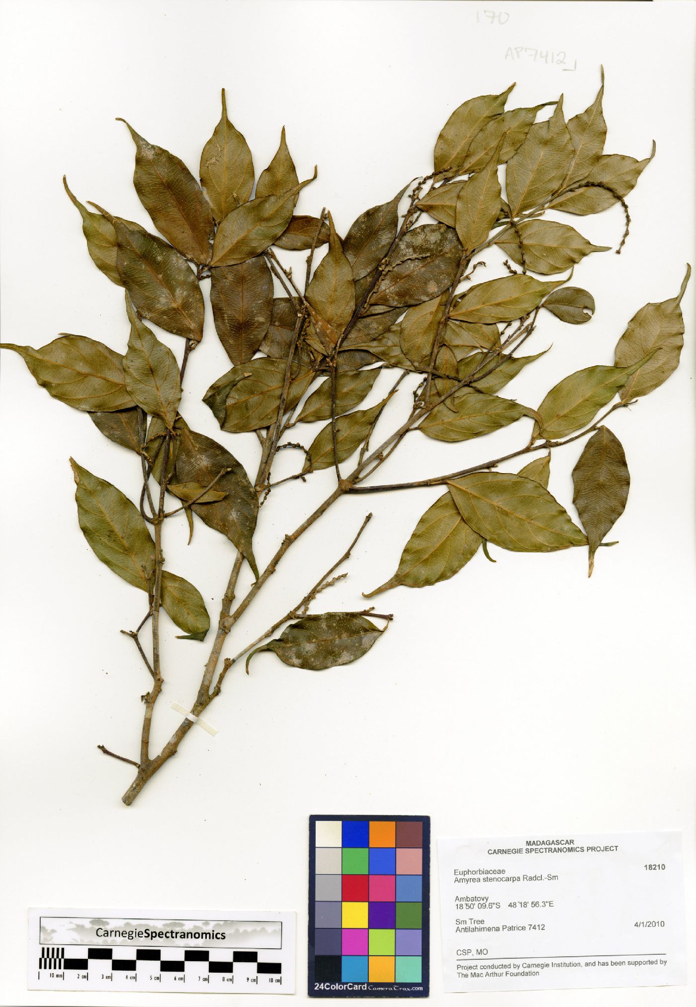 Amyrea stenocarpa image