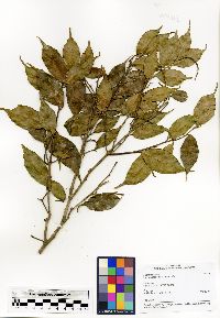 Image of Amyrea stenocarpa