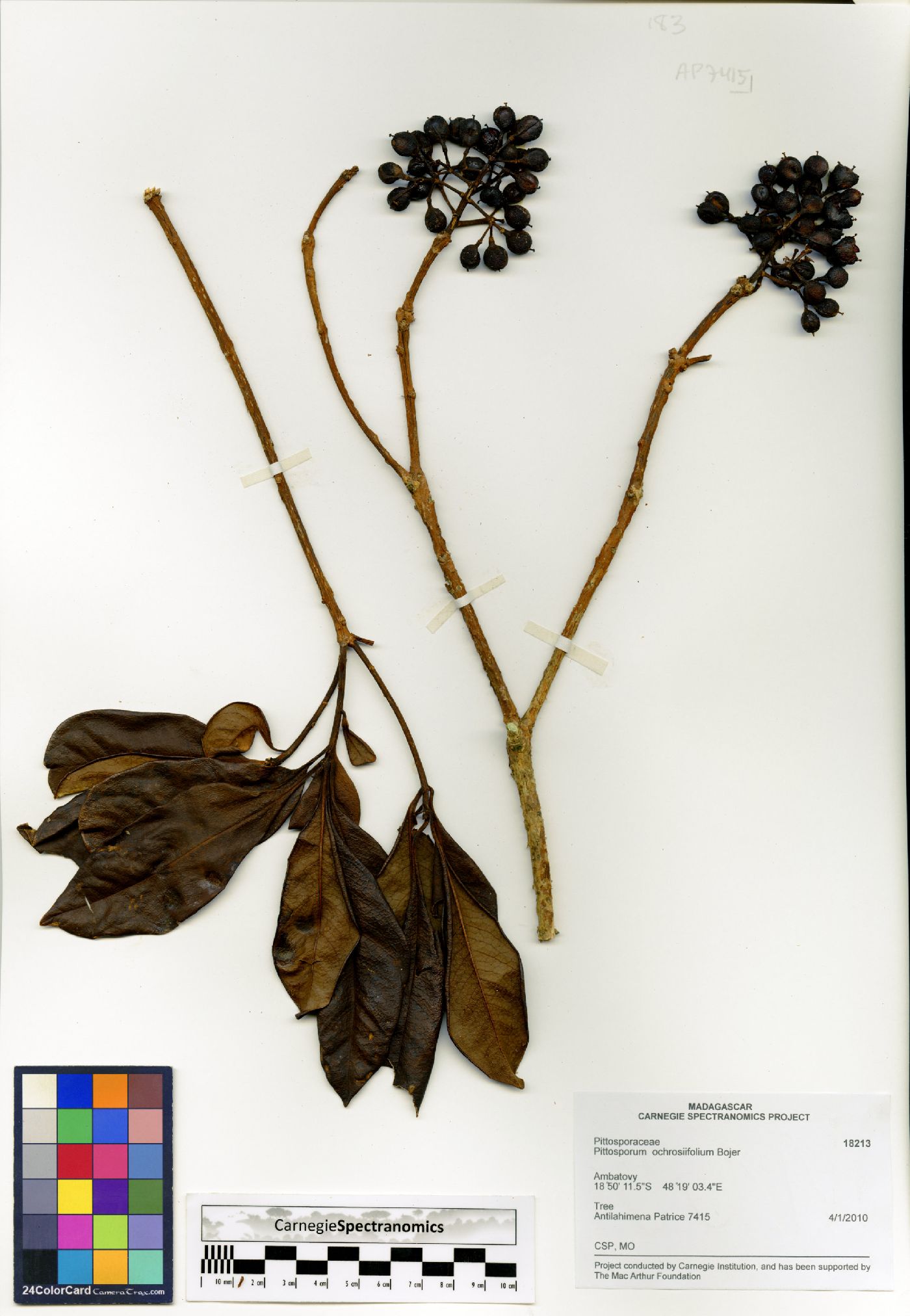 Pittosporum ochrosiifolium image