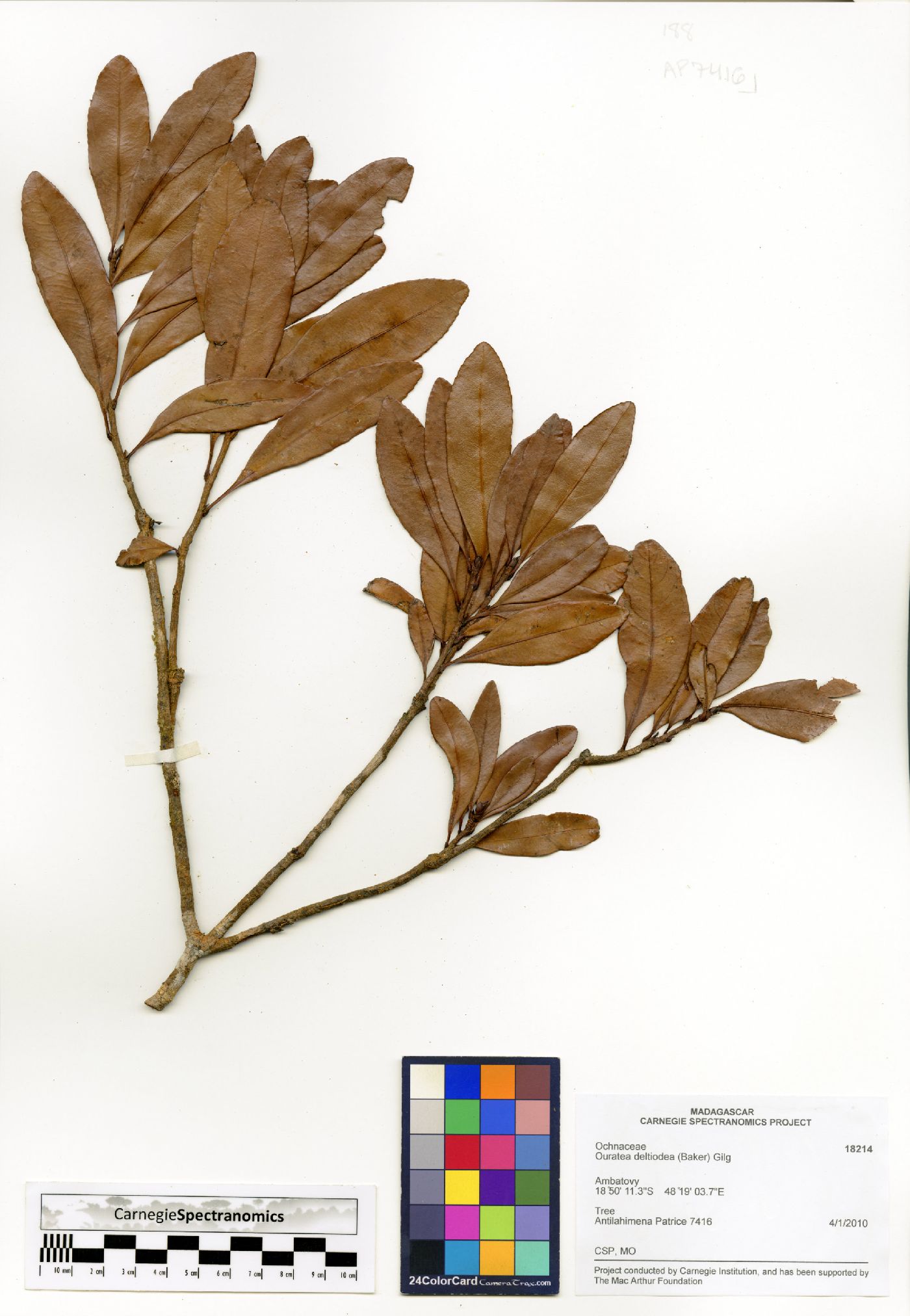 Campylospermum deltoideum image