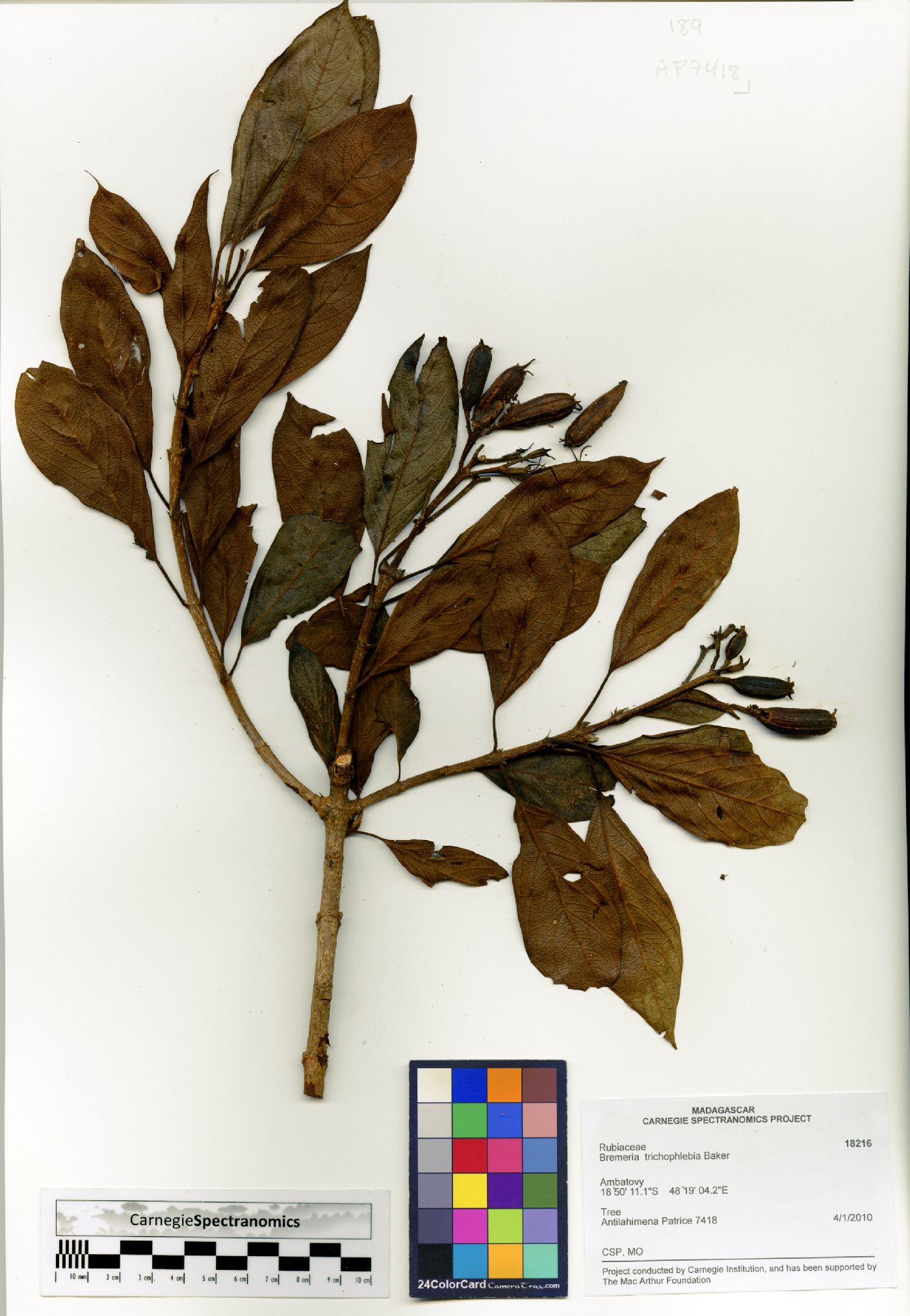 Bremeria trichophlebia image