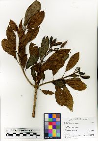 Media resource of Bremeria trichophlebia