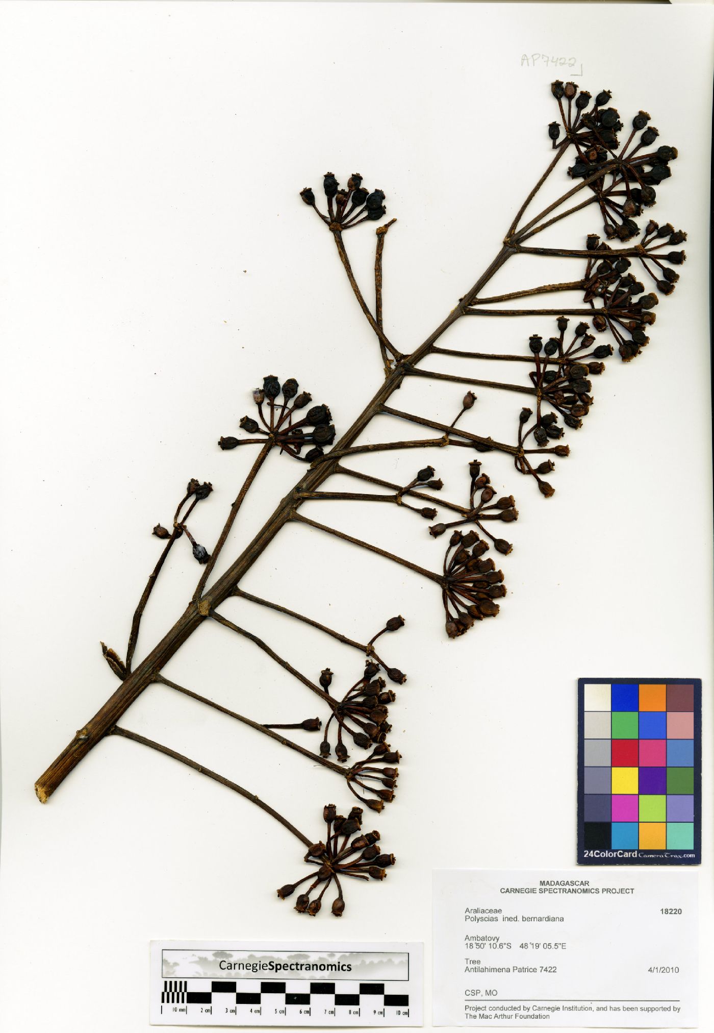 Polyscias bernardiana image