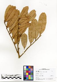 Plagioscyphus louvelii image