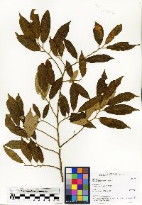 Grewia thouvenotii image