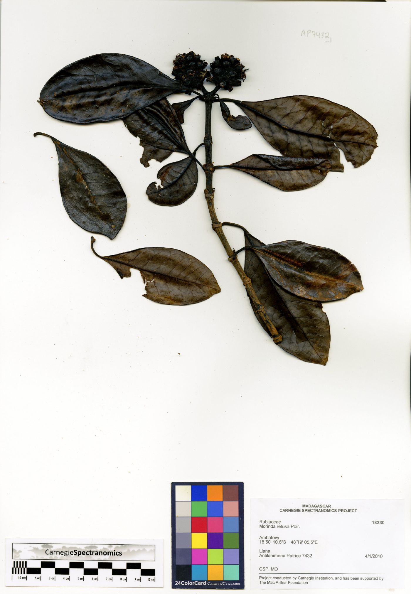 Gynochthodes retusa image