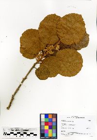 Dombeya spectabilis image
