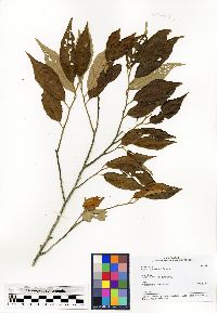 Grewia thouvenotii image