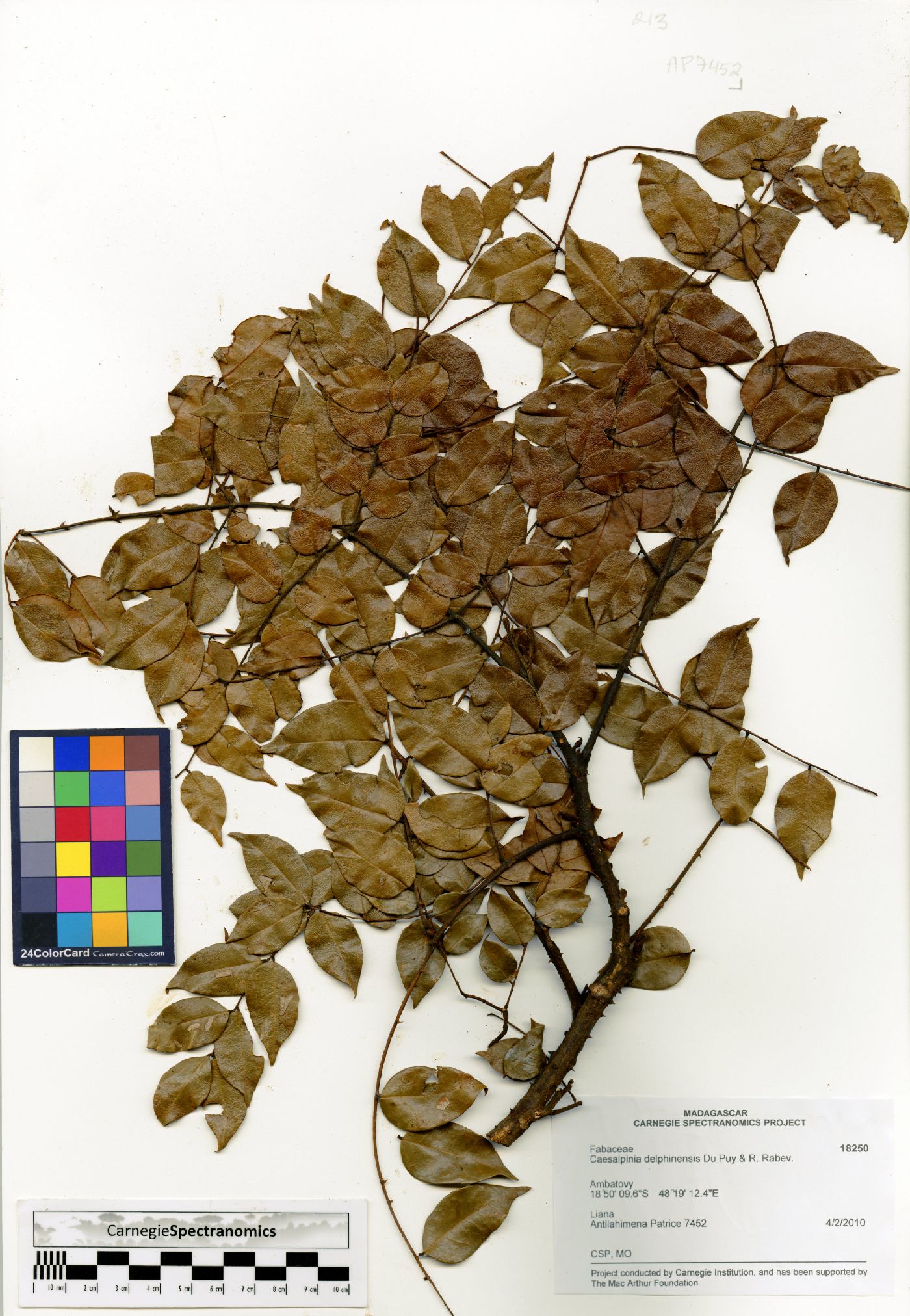 Caesalpinia delphinensis image