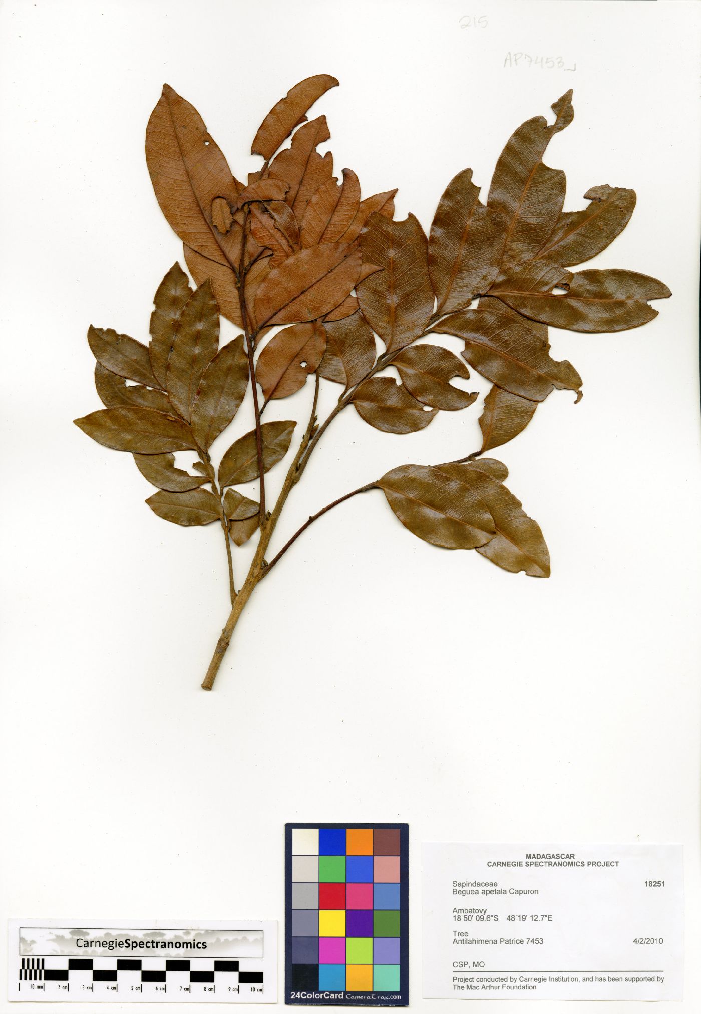 Beguea apetala image