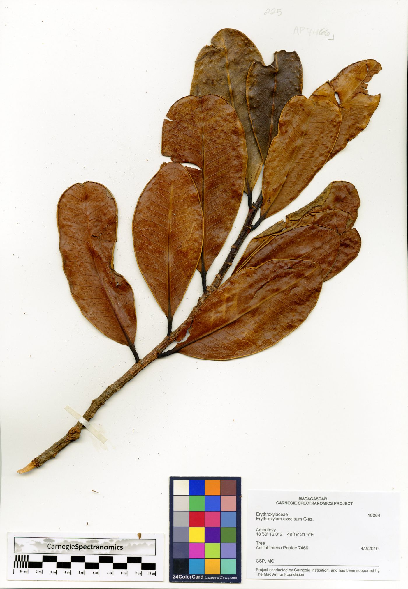 Erythroxylum amplifolium image