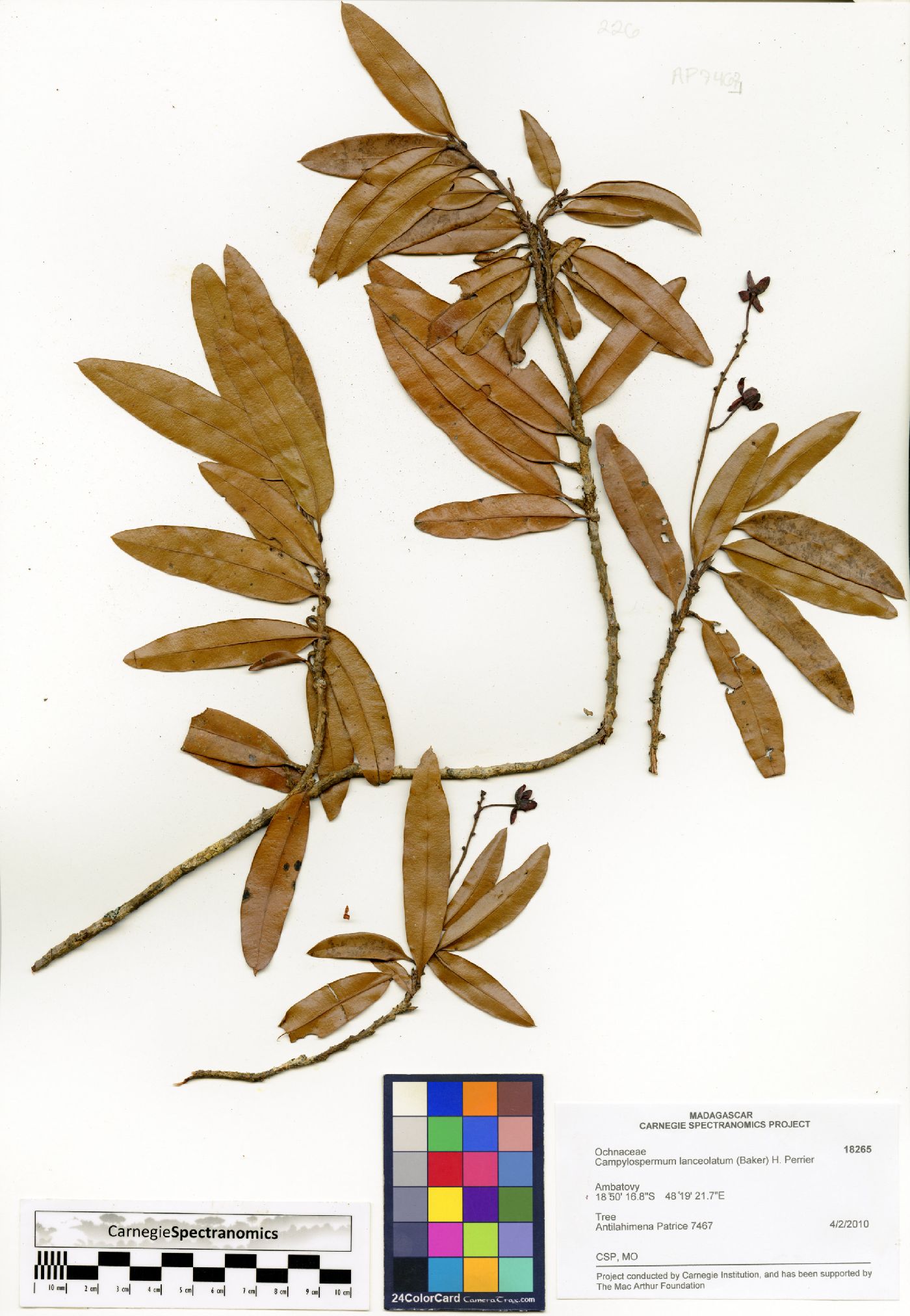 Campylospermum lanceolatum image