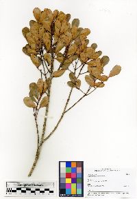 Pterophylla humblotii image