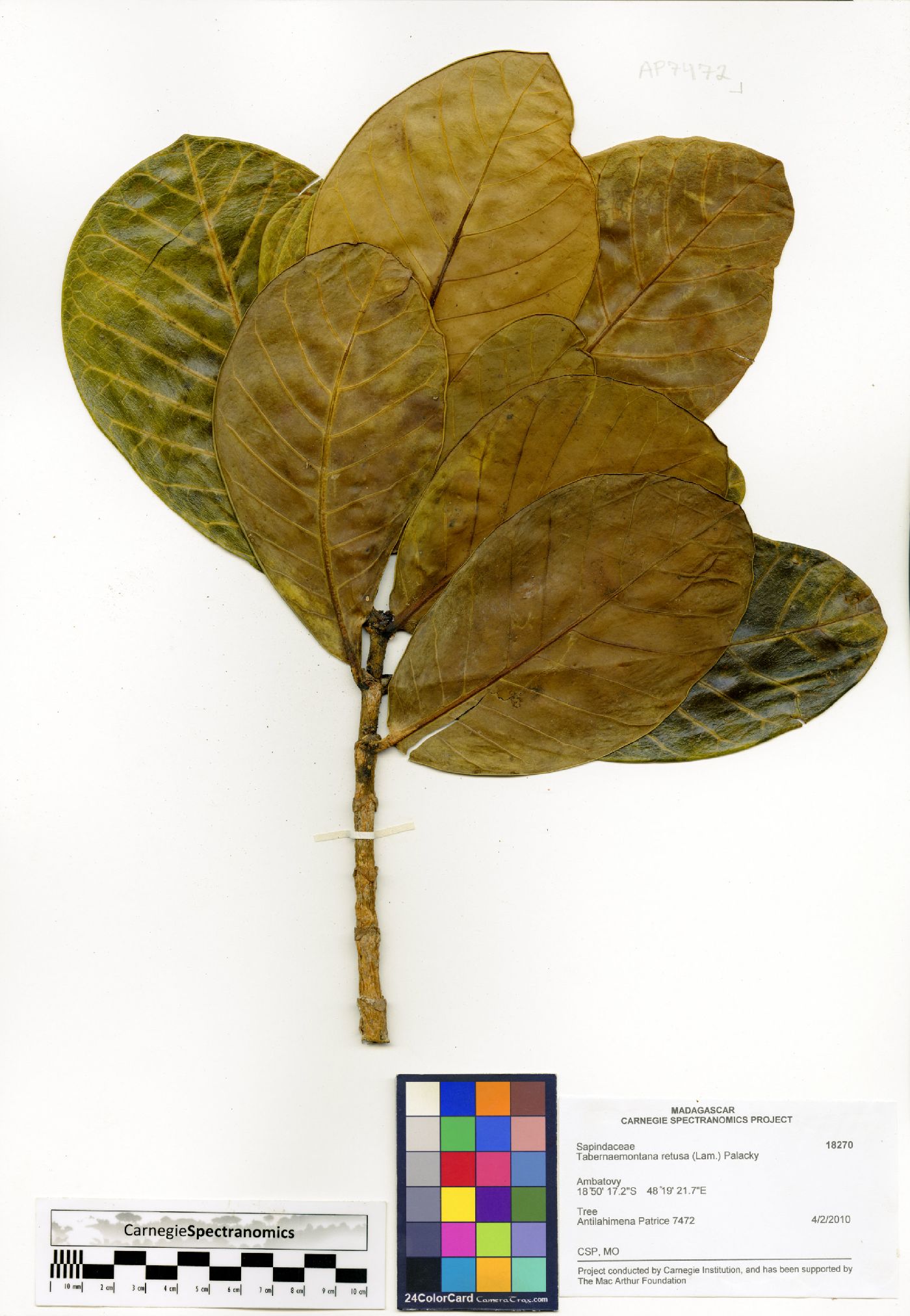 Tabernaemontana retusa image