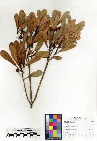 Uapaca densifolia image