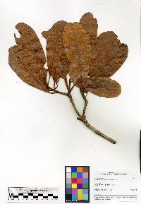 Image of Acridocarpus adenophorus