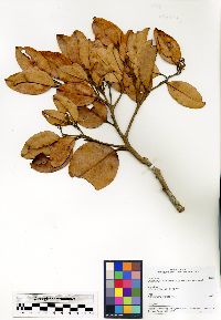 Media resource of Cryptocarya subtriplinervia