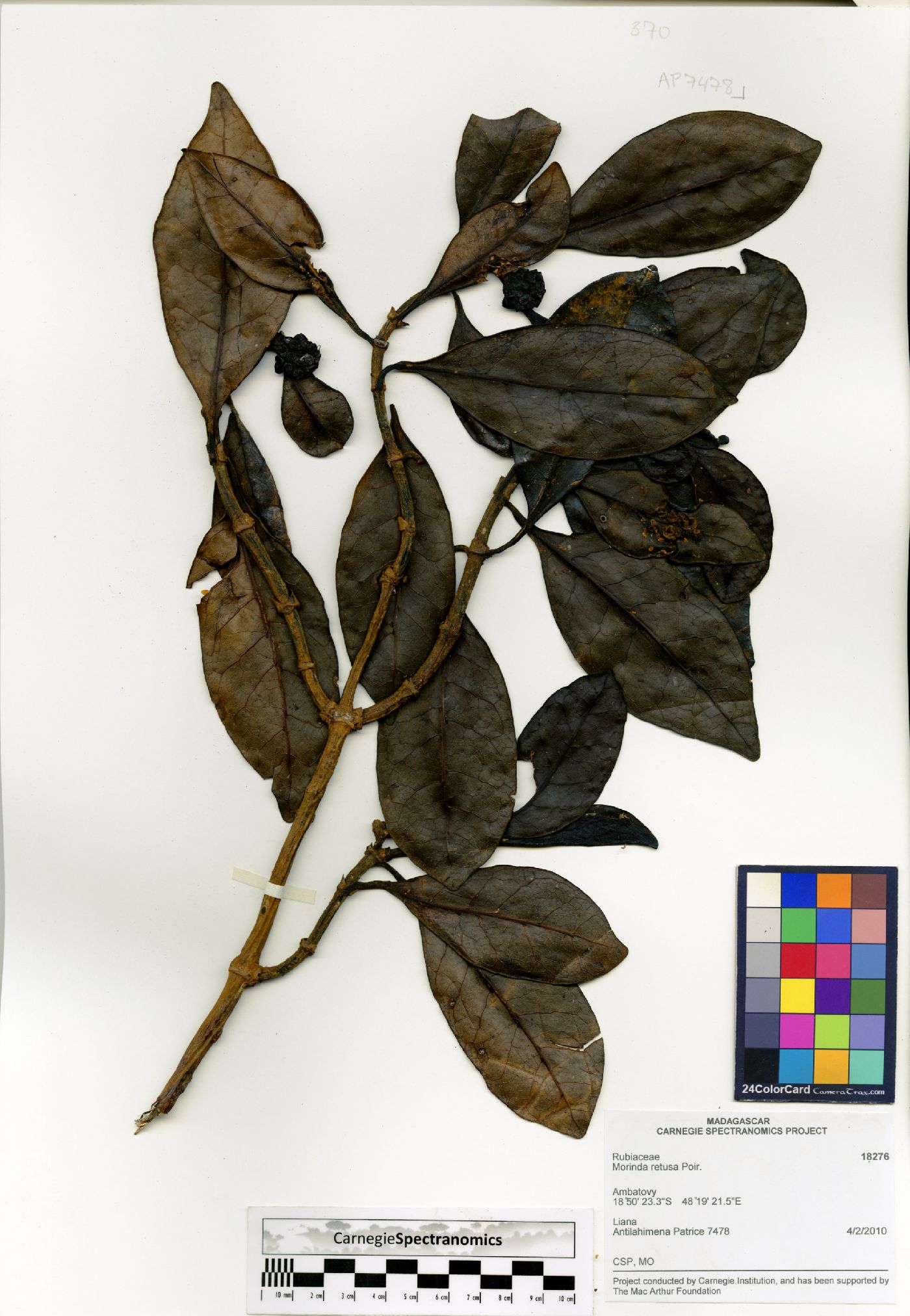 Gynochthodes retusa image