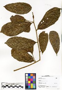 Grewia cuneifolia image