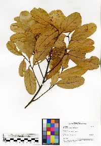 Image of Cryptocarya crassifolia