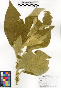 Solanum mauritianum image