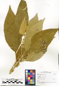 Solanum mauritianum image