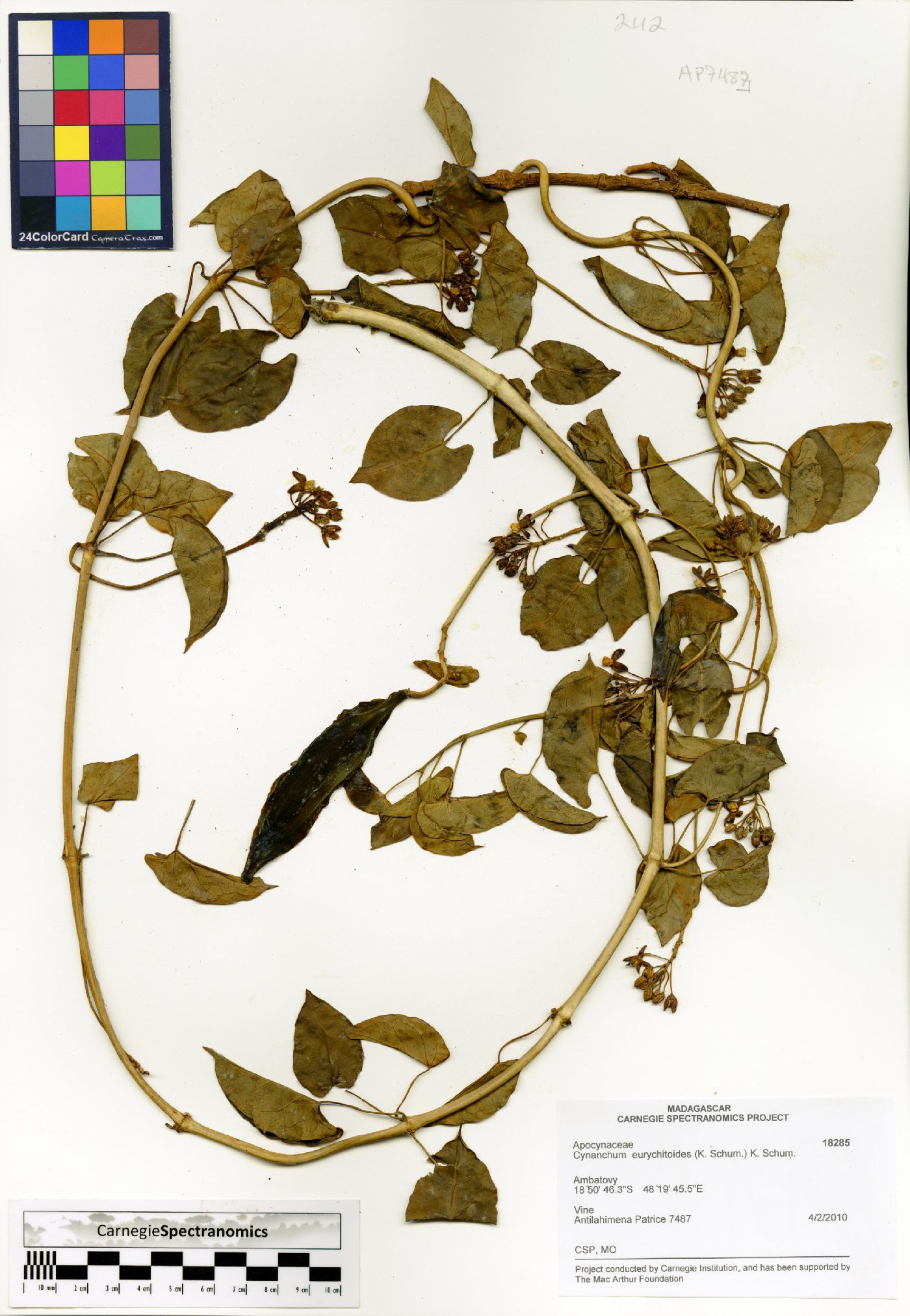 Cynanchum eurychitoides image