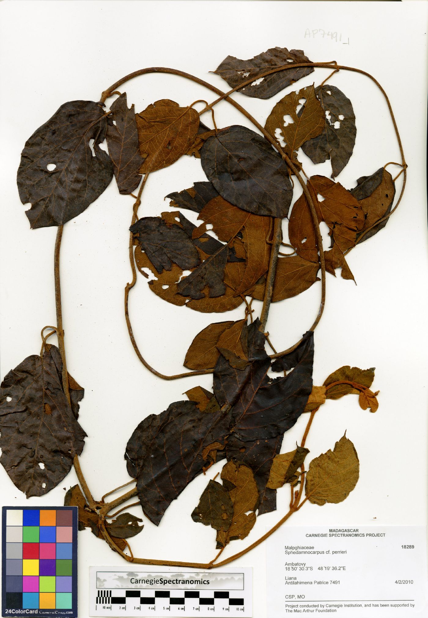Sphedamnocarpus dubardii image