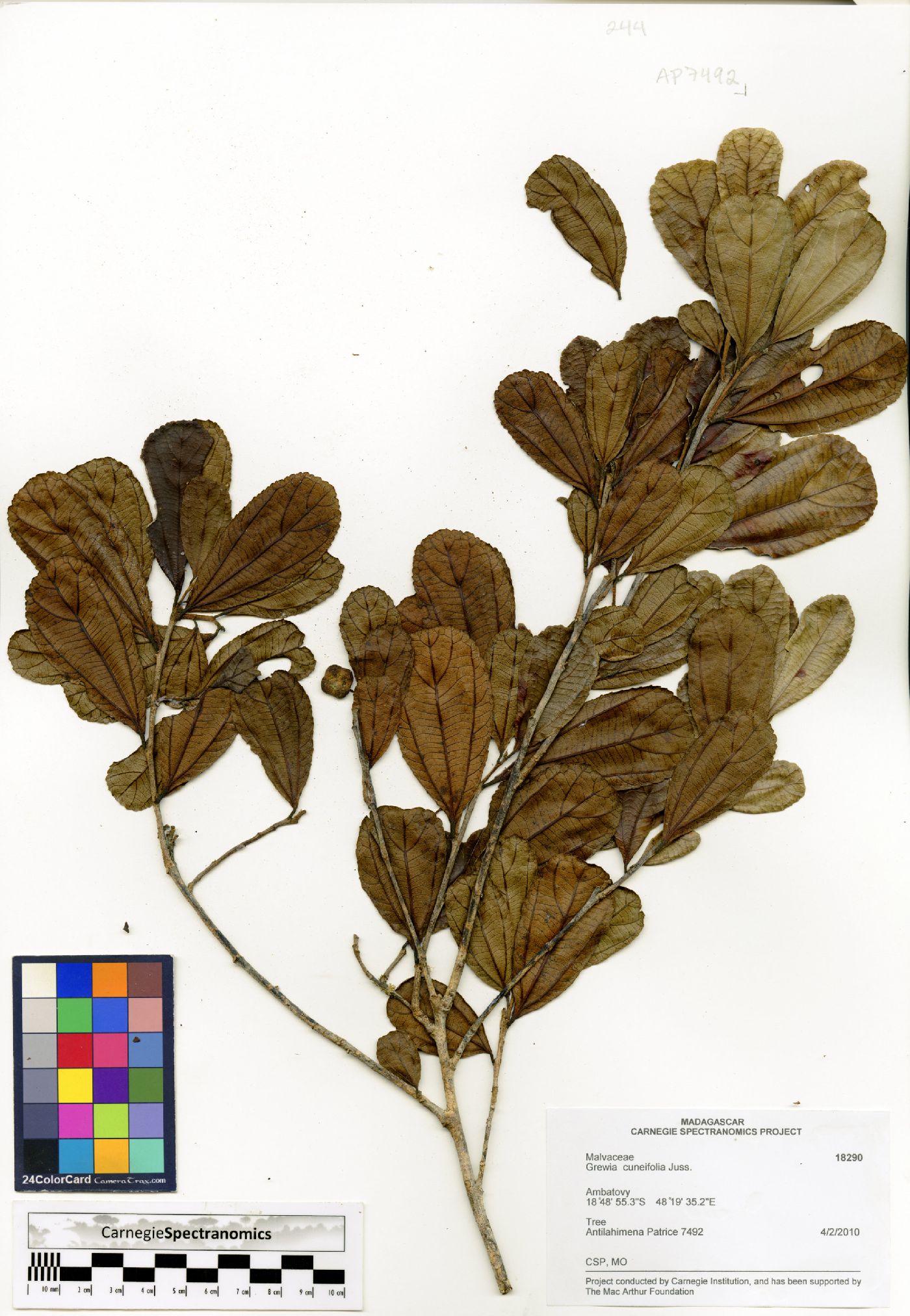 Grewia cuneifolia image