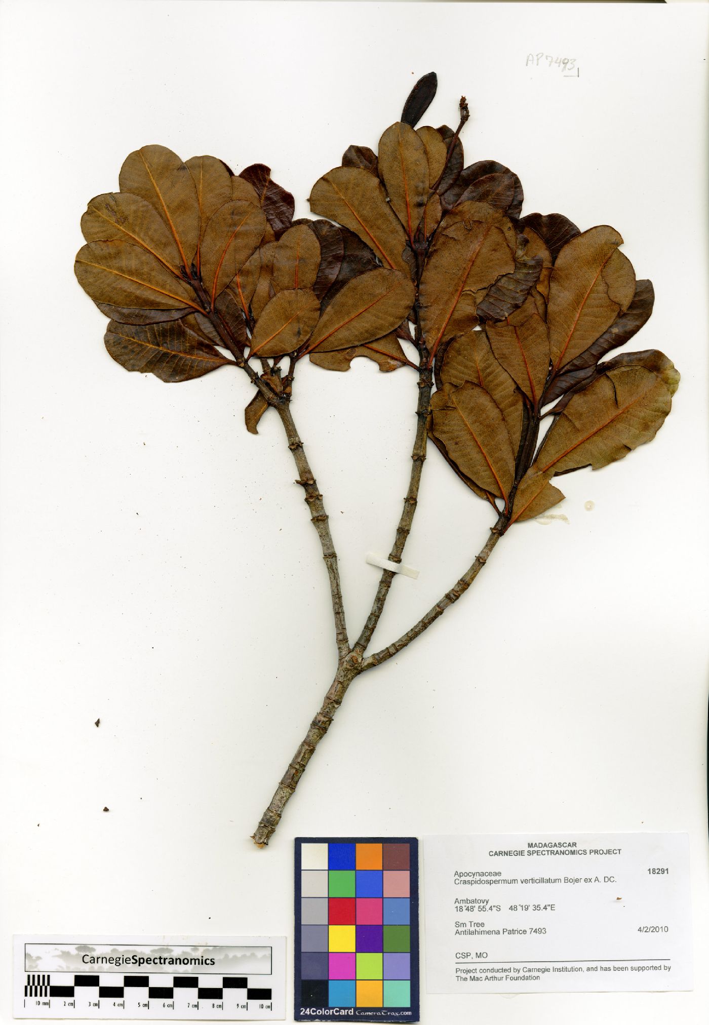 Craspidospermum verticillatum image