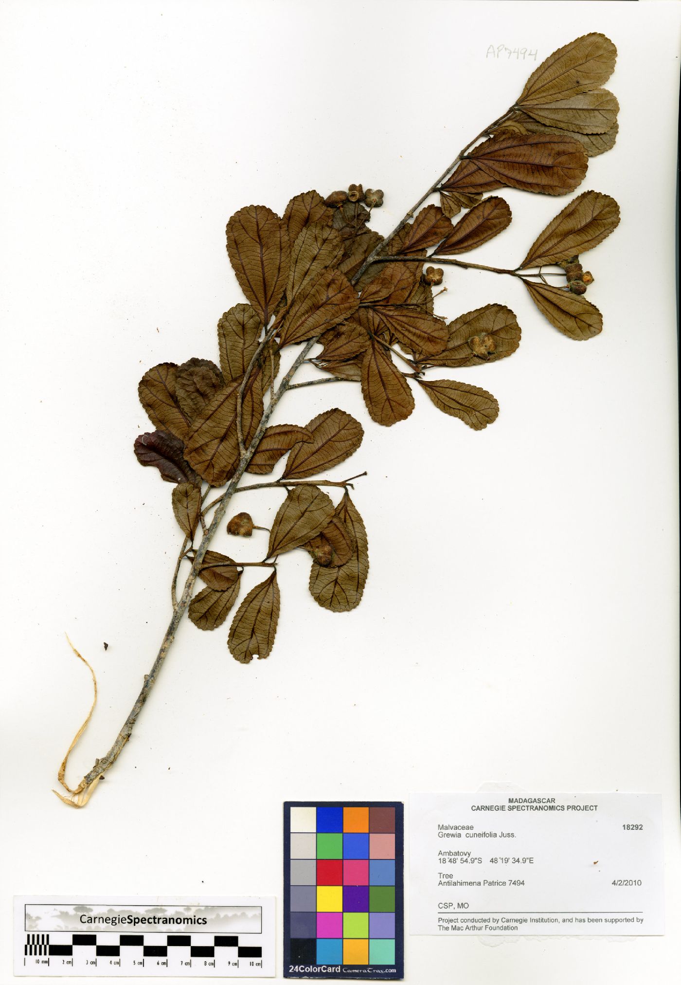 Grewia cuneifolia image