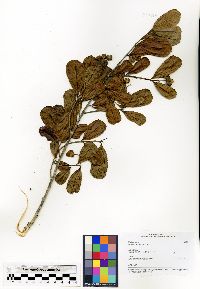 Grewia cuneifolia image