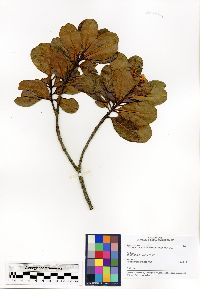 Craspidospermum verticillatum image