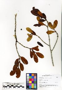 Media resource of Pyrostria media