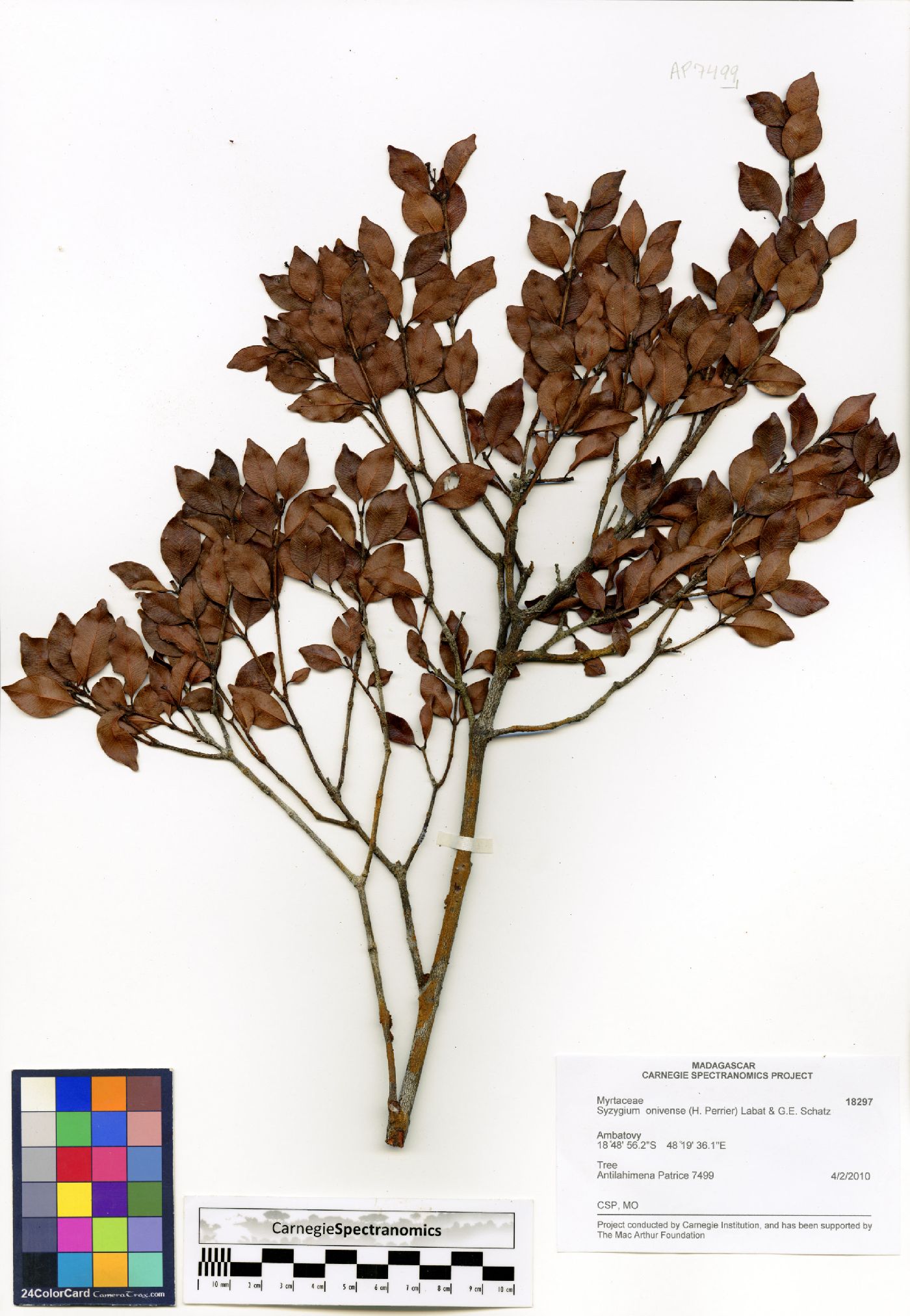 Syzygium onivense image