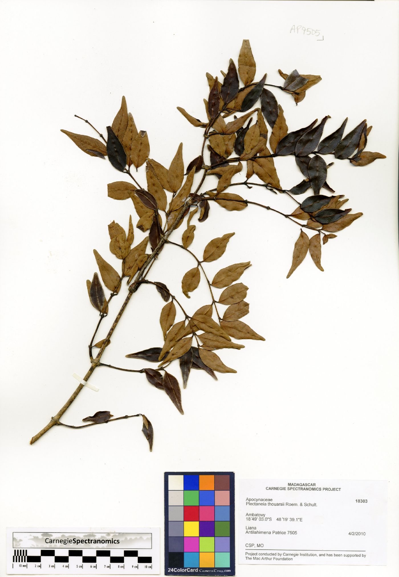 Plectaneia thouarsii image