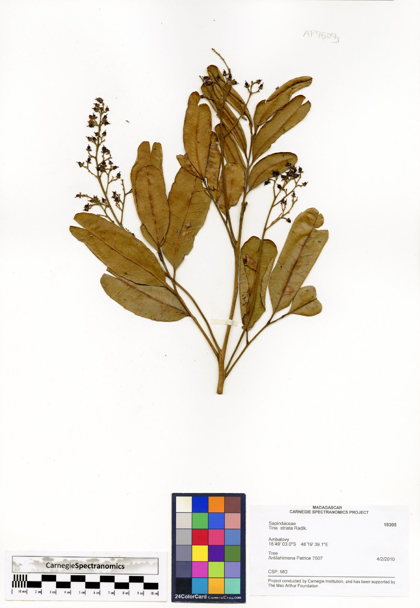 Tina striata image