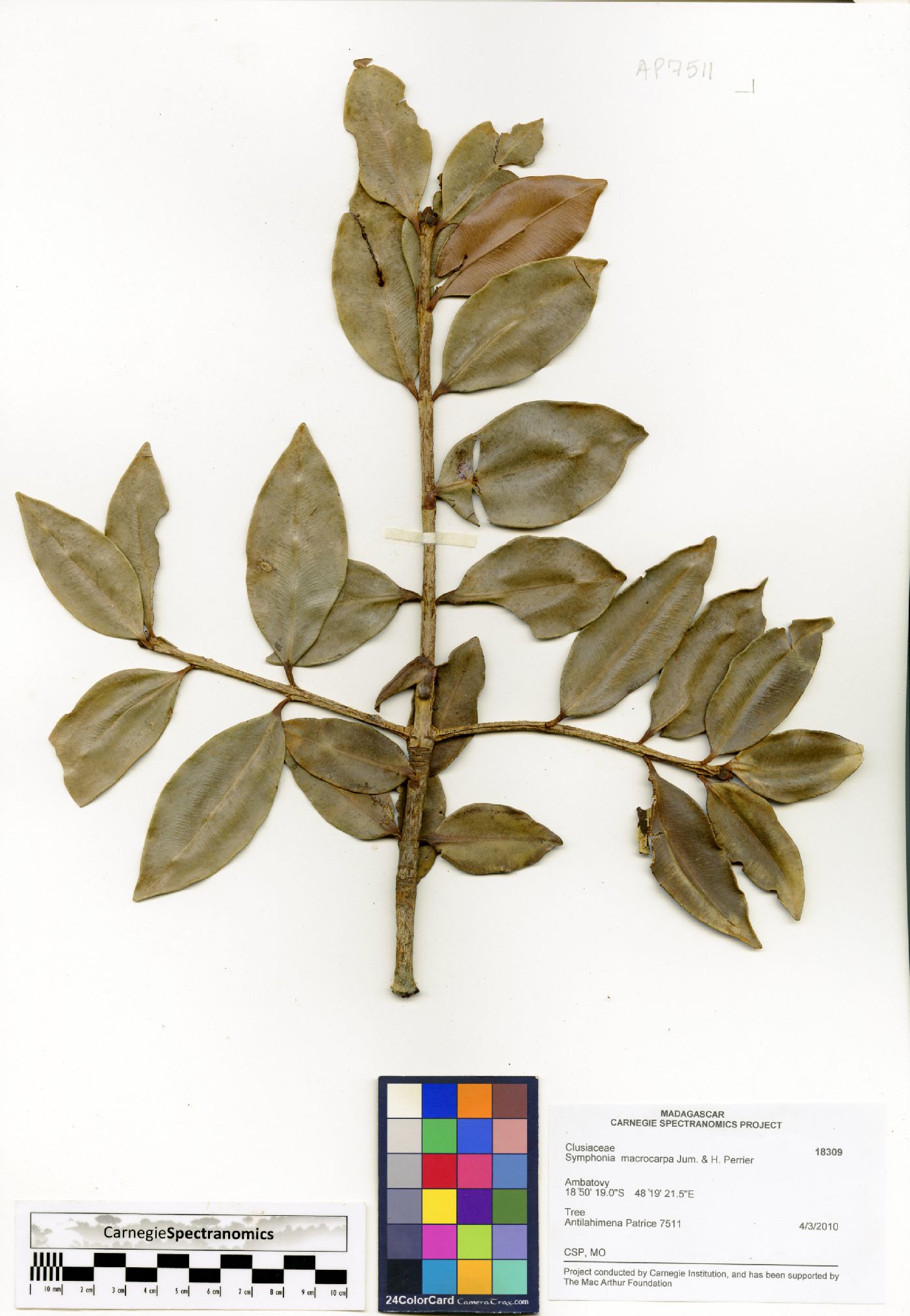 Symphonia tanalensis image