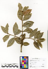 Image of Symphonia tanalensis