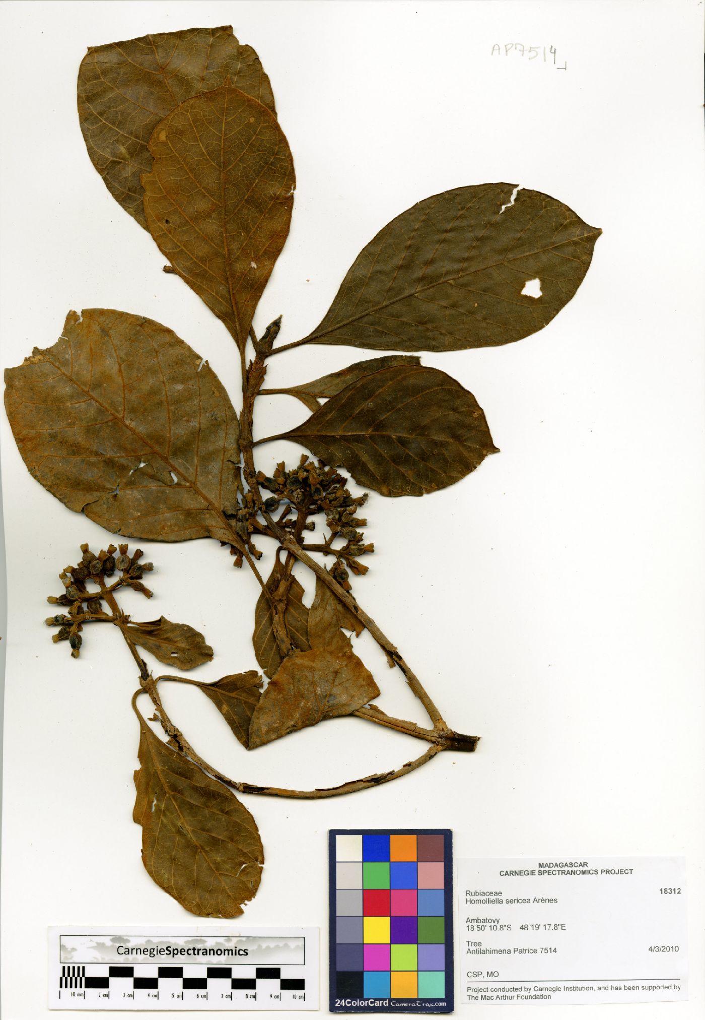 Paracephaelis sericea image