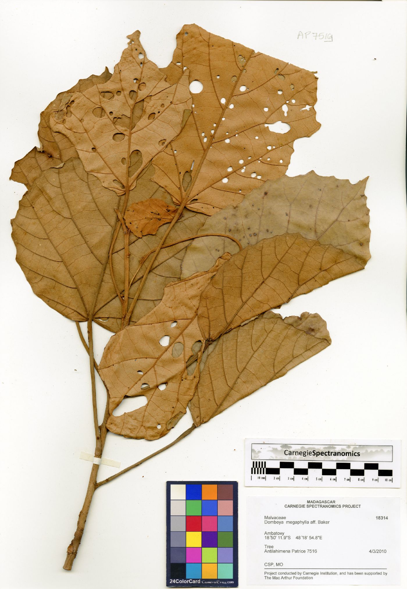 Dombeya lucida image