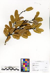 Cryptocarya elliptica image