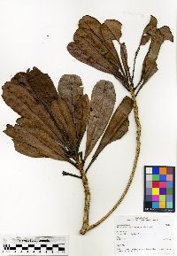 Image of Campnosperma micranteium