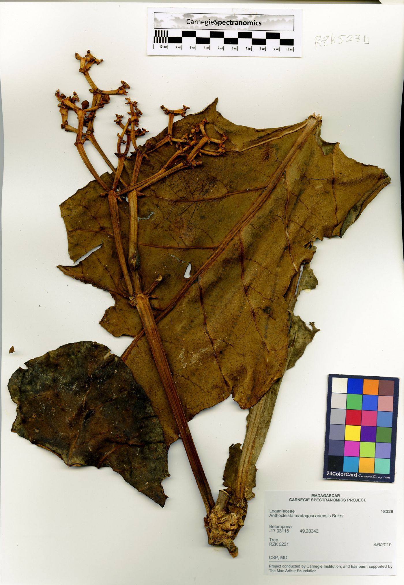 Anthocleista madagascariensis image