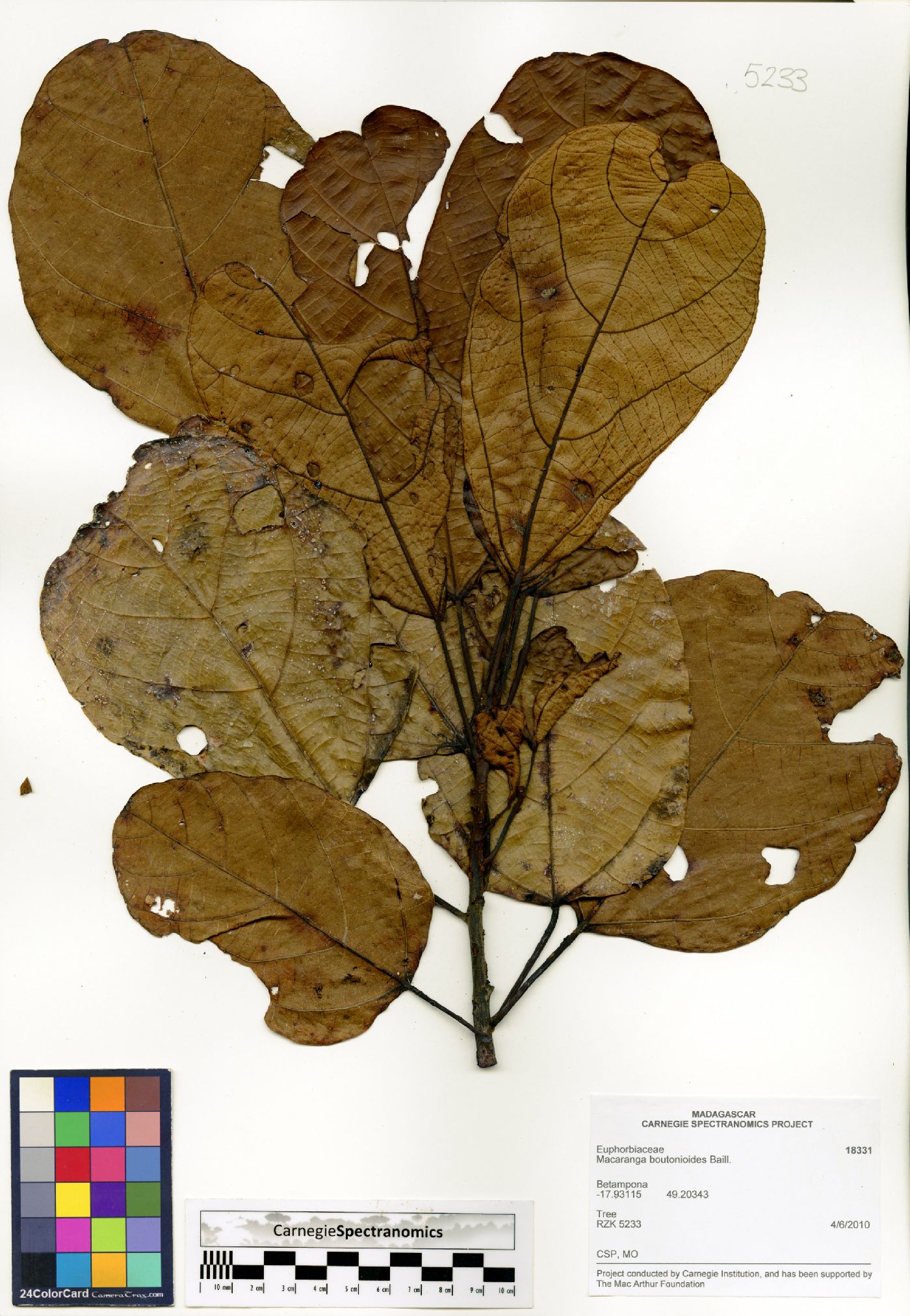 Macaranga boutonioides image