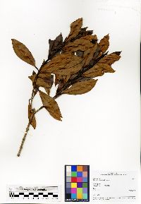 Media resource of Gaertnera guillotii
